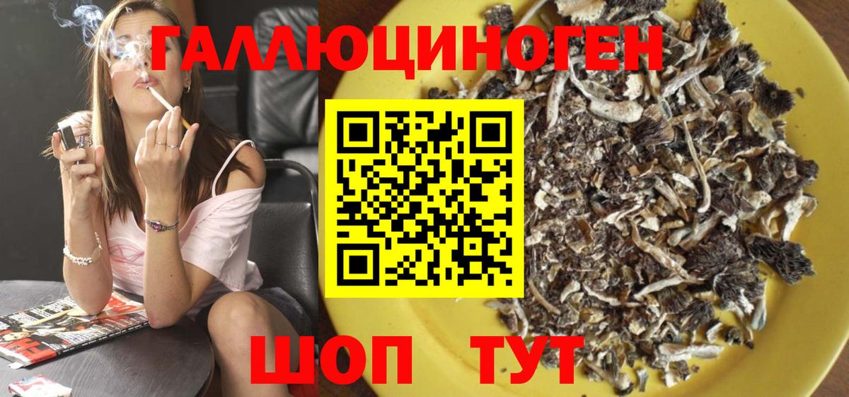 Псилоцибиновые грибы Psilocybe Междуреченск